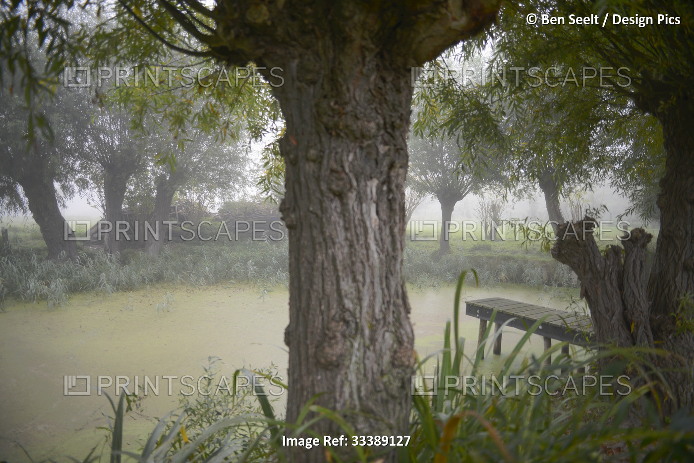 Willow trees surround a small pond with a foggy meadow in the distance; Kats, ...
