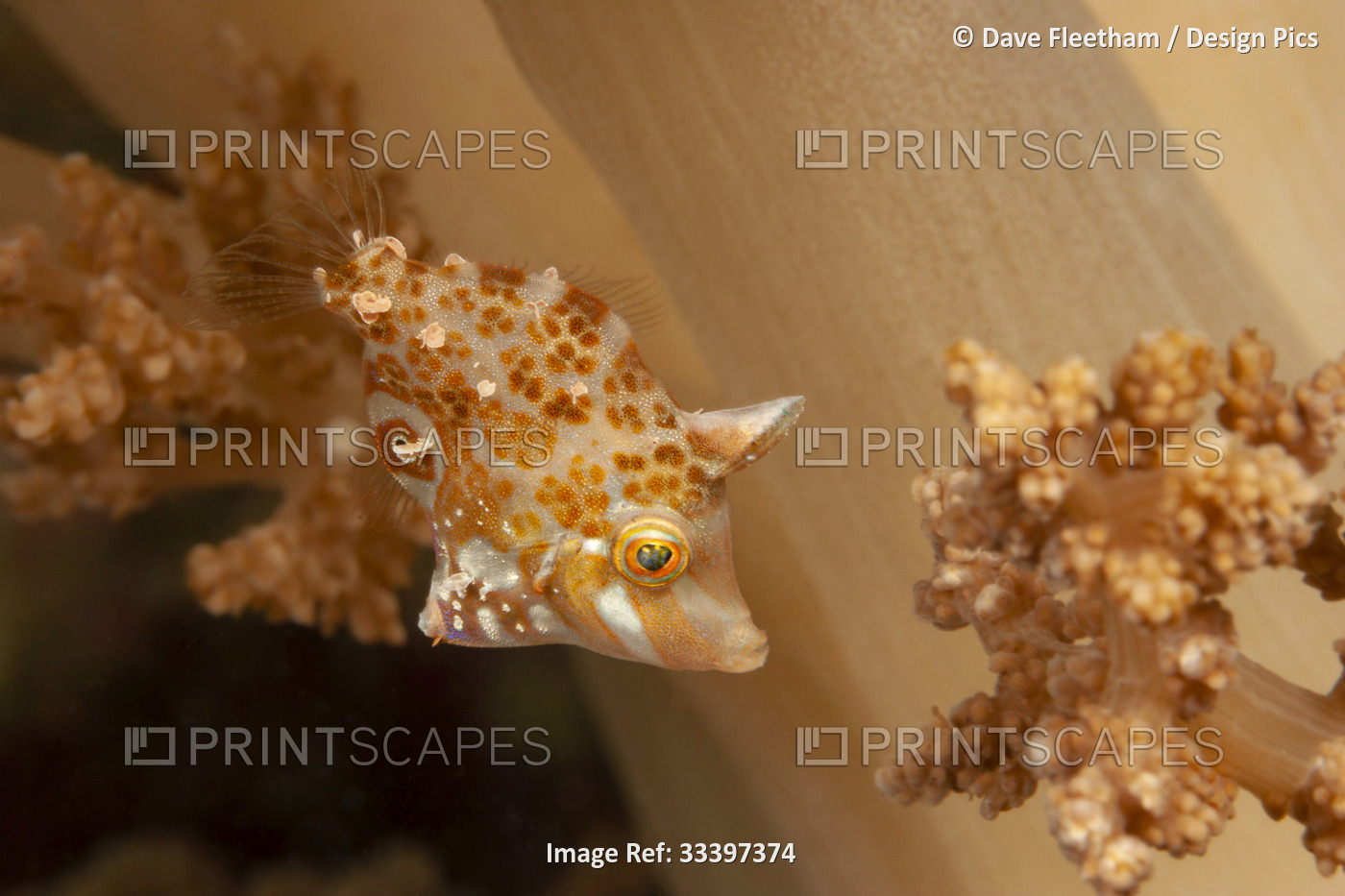 The well named minute filefish (Rudarius minutus) is just over an inch long as ...