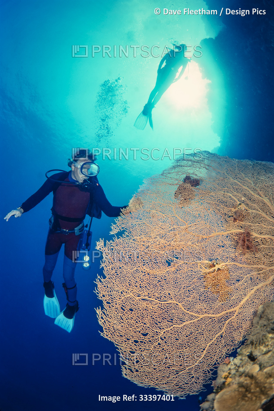Divers beside a fan of gorgonian coral in the northern Red Sea; Egypt