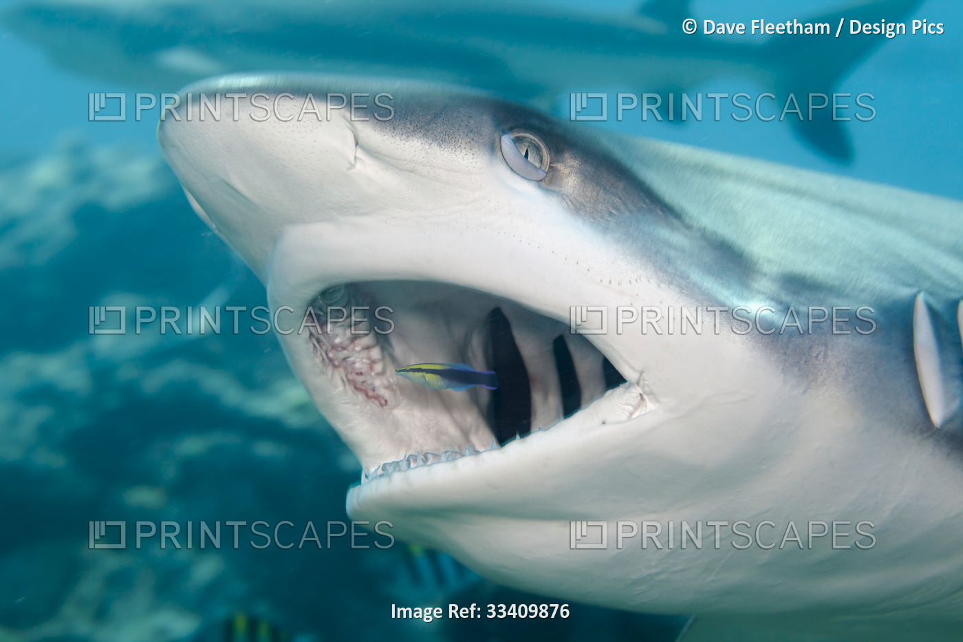 A Grey reef shark (Carcharhinus amblyrhynchos) visits a cleaning station and ...