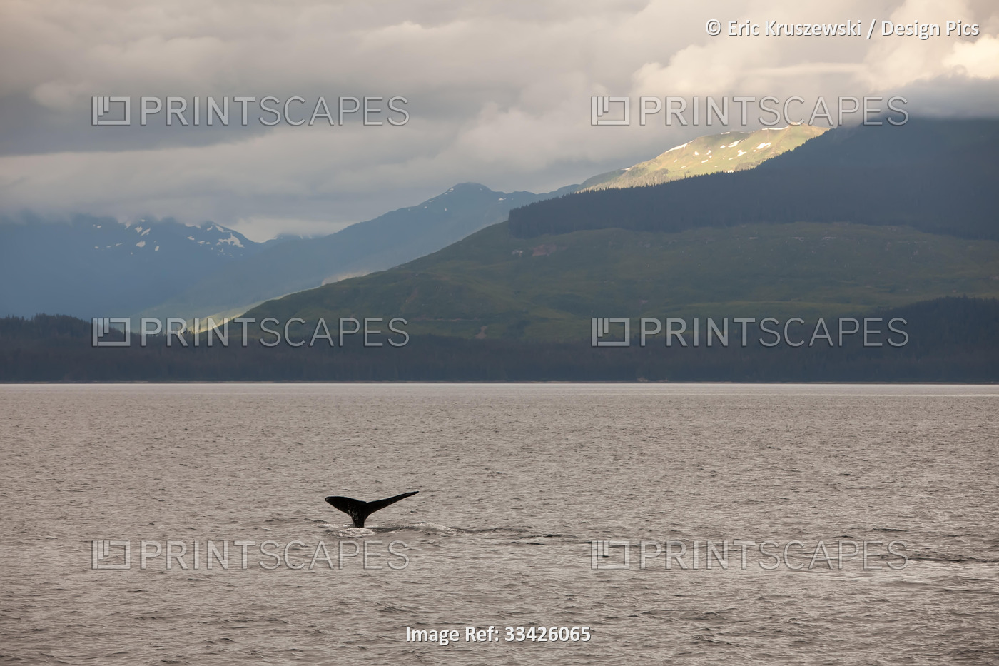 Among mountains and lush hillsides, the tail fin of a humpback whale breaches ...