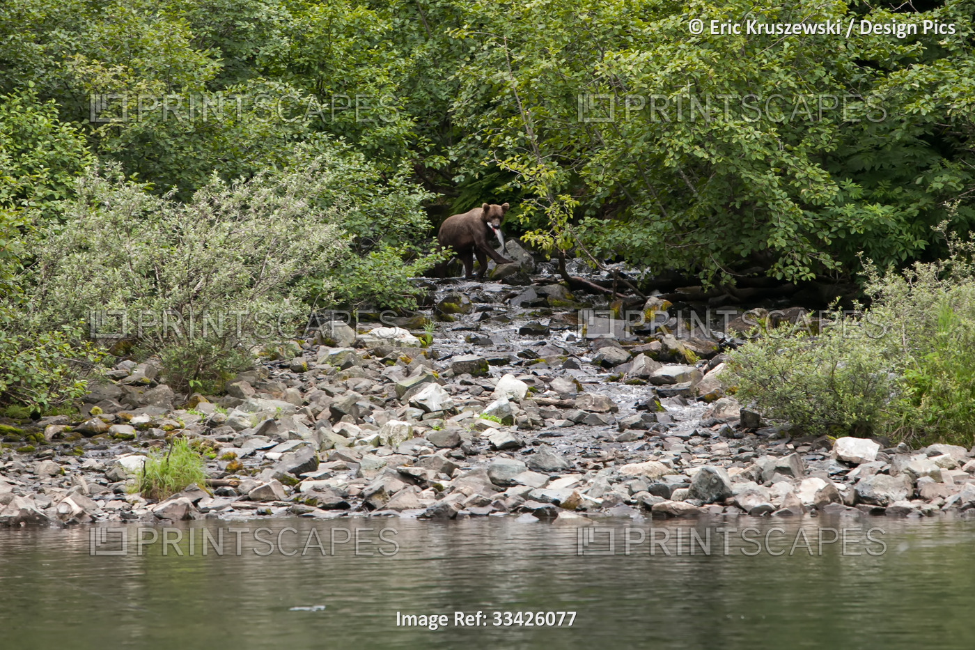 An Alaskan brown grizzly bear carries a fish in its mouth as it walks through ...