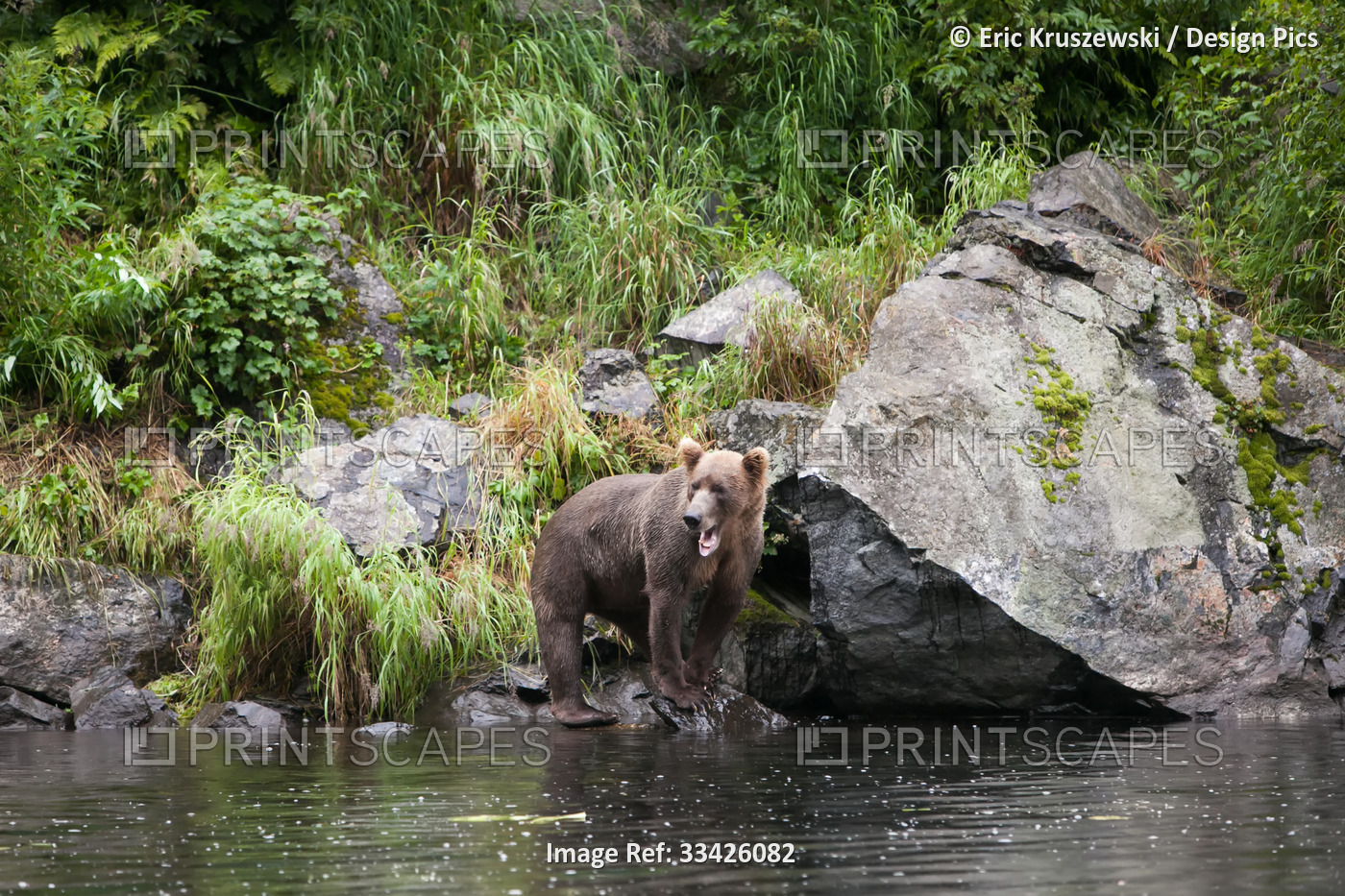 An Alaskan brown grizzly bear, Ursus arctos, stands on rocks near the water's ...