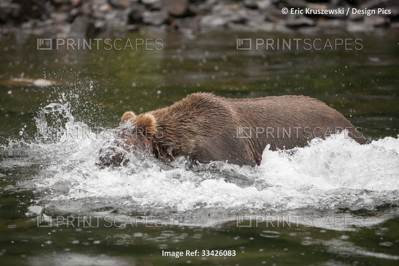 An Alaskan brown grizzly bear, Ursus arctos, runs through the water to hunt for ...
