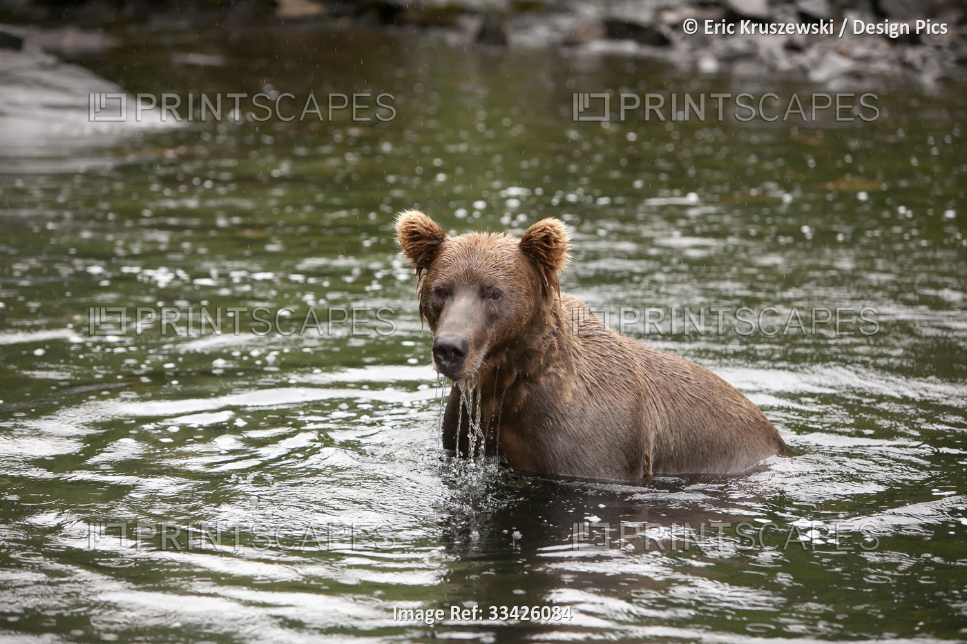 An Alaskan brown grizzly bear, Ursus arctos, stands in the water as it hunts ...