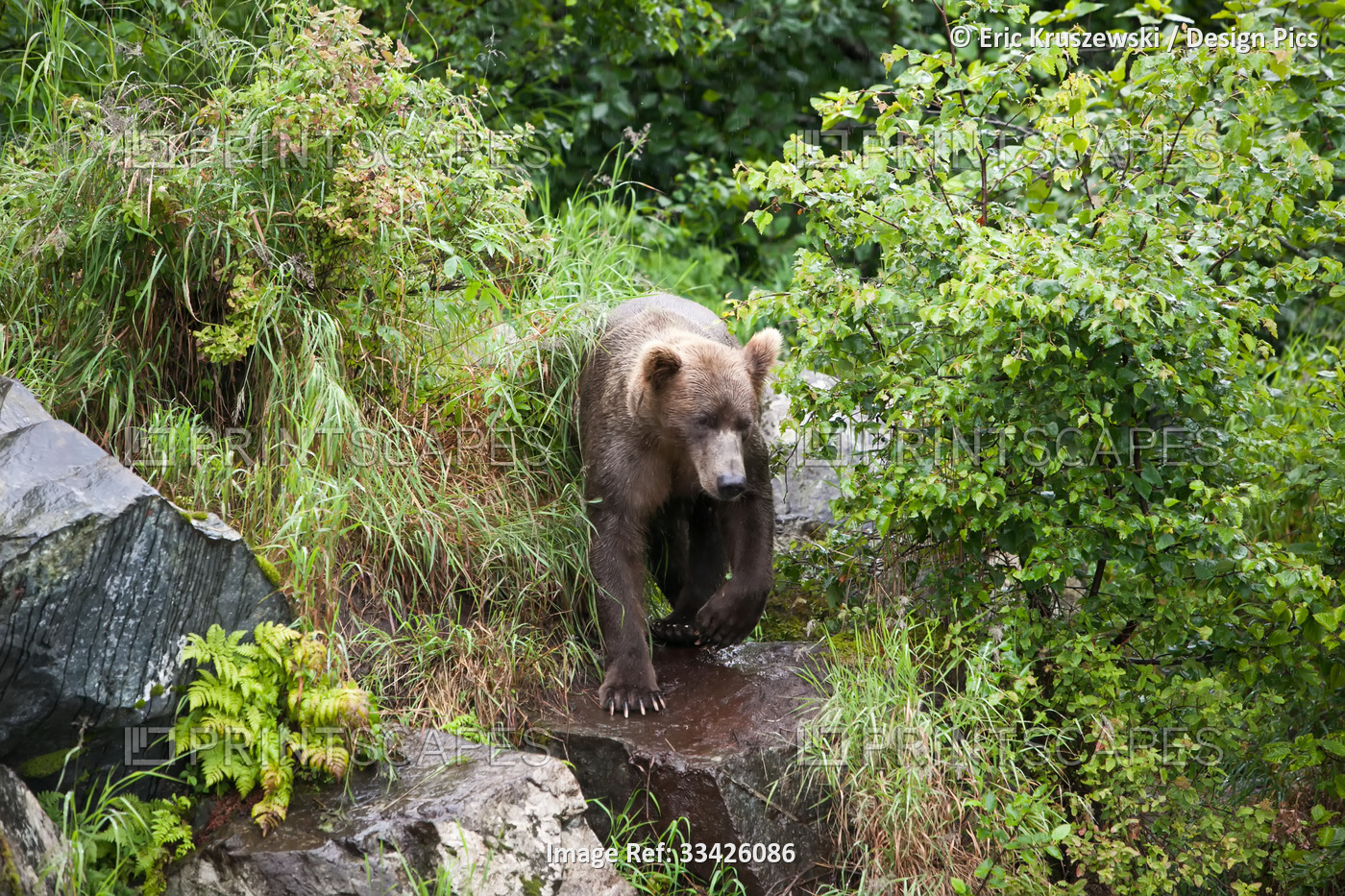 An Alaskan brown grizzly bear, Ursus arctos, climbs over rocks through dense ...