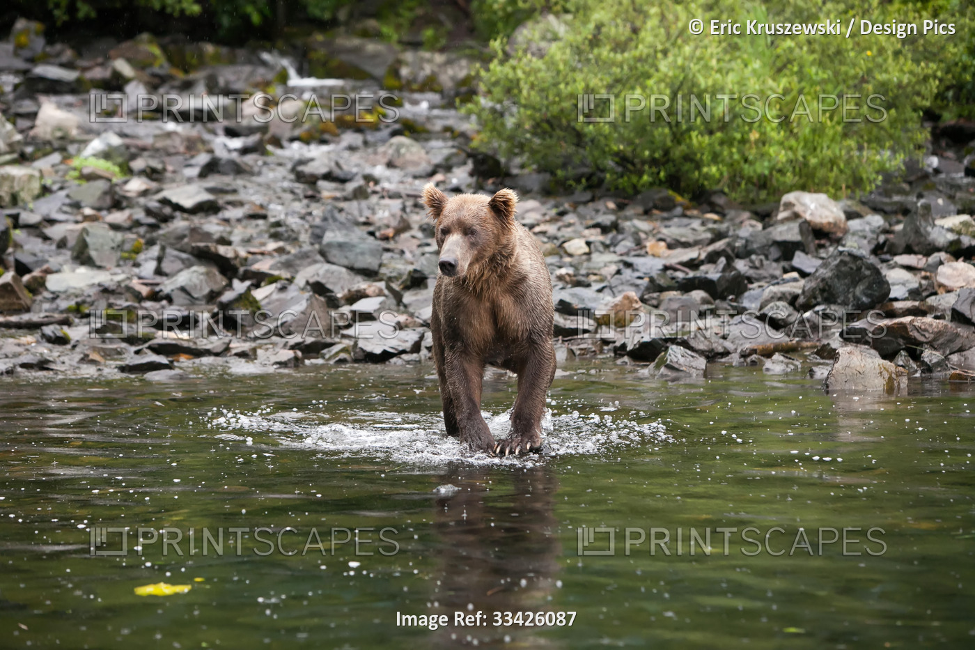 An Alaskan brown grizzly bear stands in the water as it hunts for fish.; ...