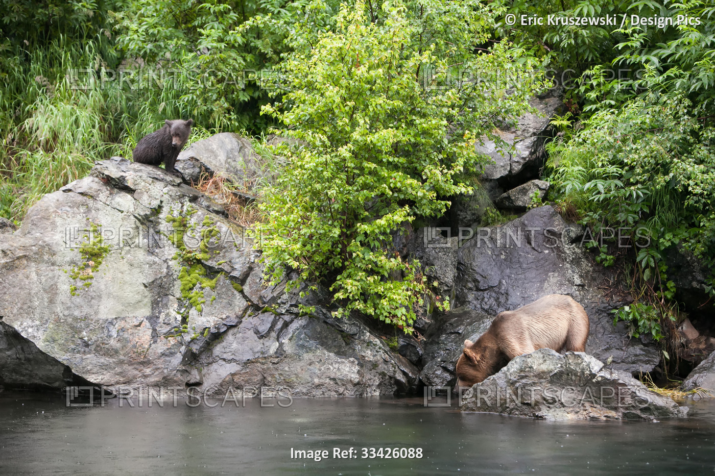 An Alaskan brown grizzly bear and its cub stand on rocks near the water's edge ...