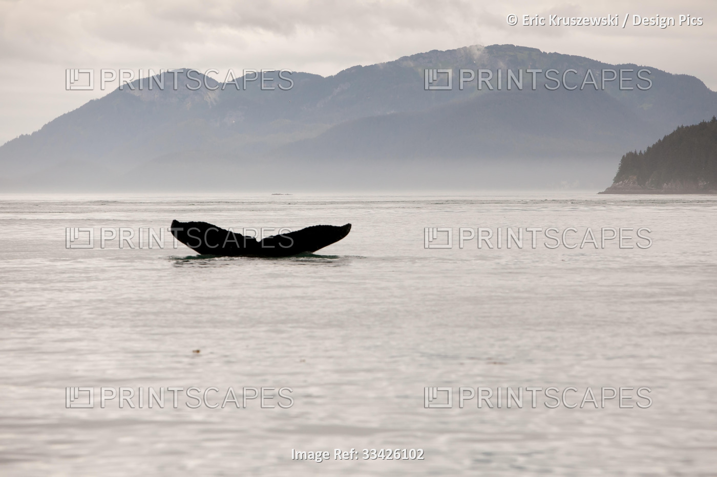 Among mountains, the tail fin of a humpback whale, Megaptera novaeangliae, ...