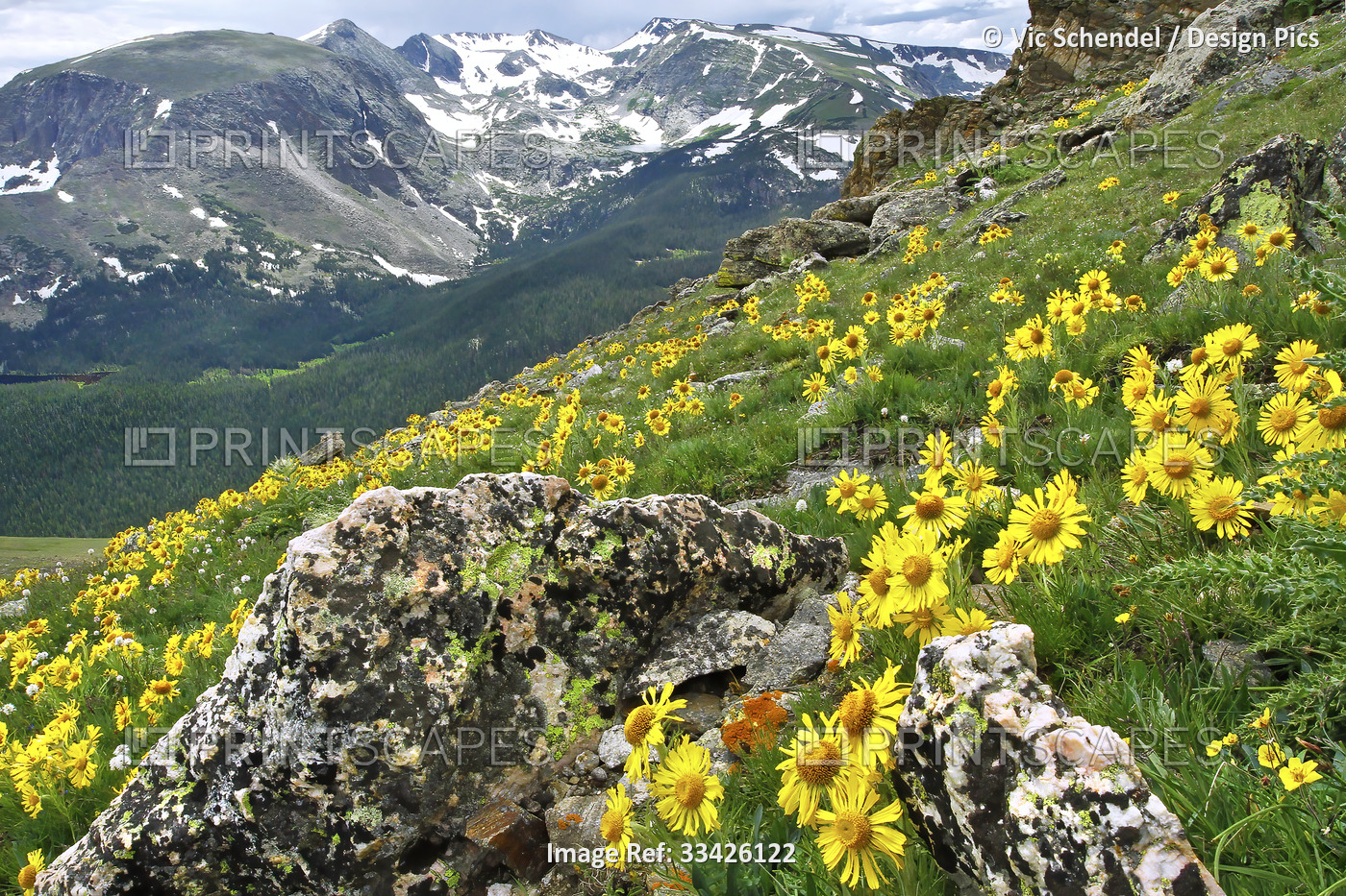Mountains with wild, yellow sunflowers growing on a mountainside meadow near ...