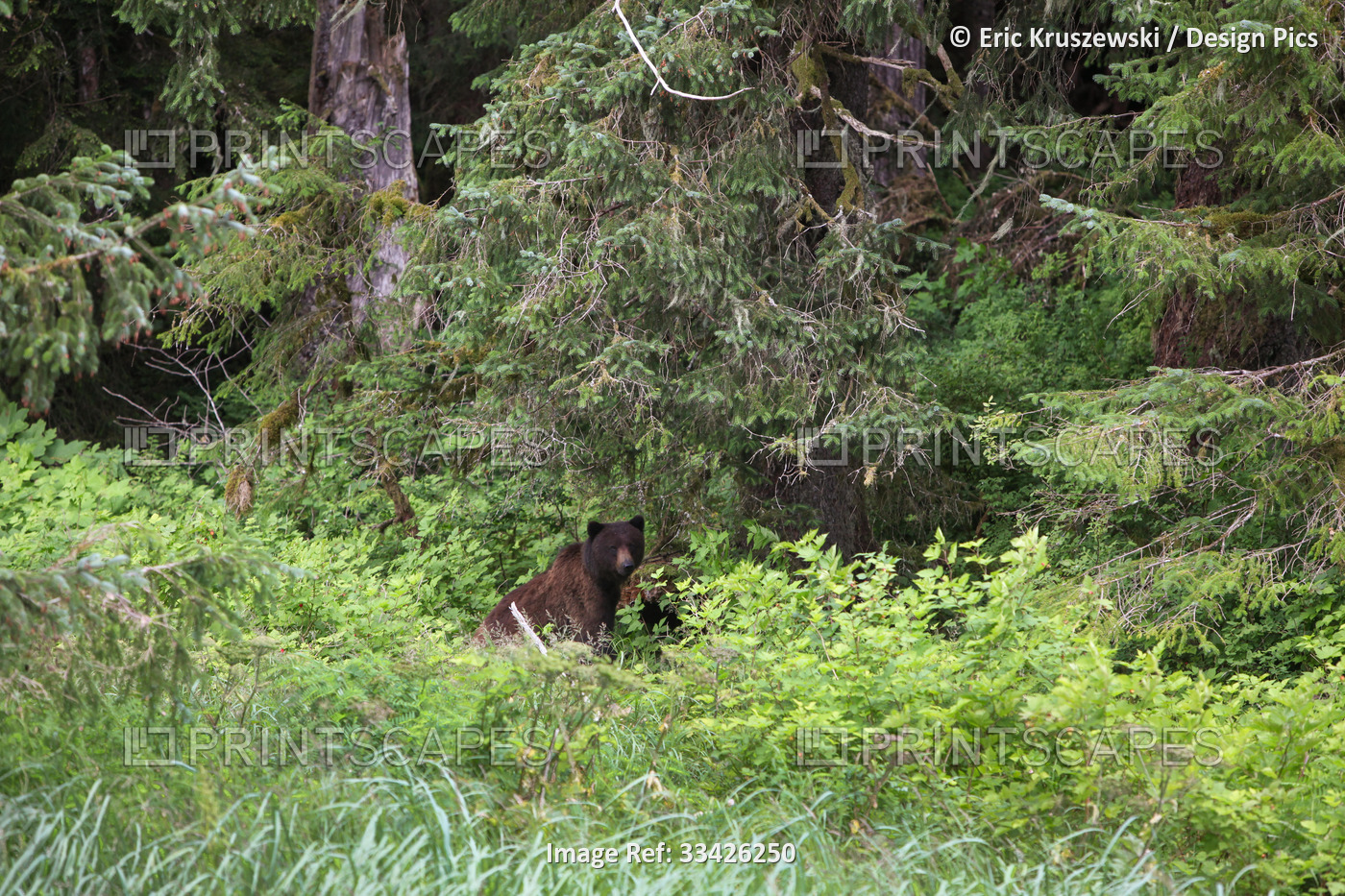 An Alaskan brown bear, Ursus arctos, stands amongst lush green trees and ...