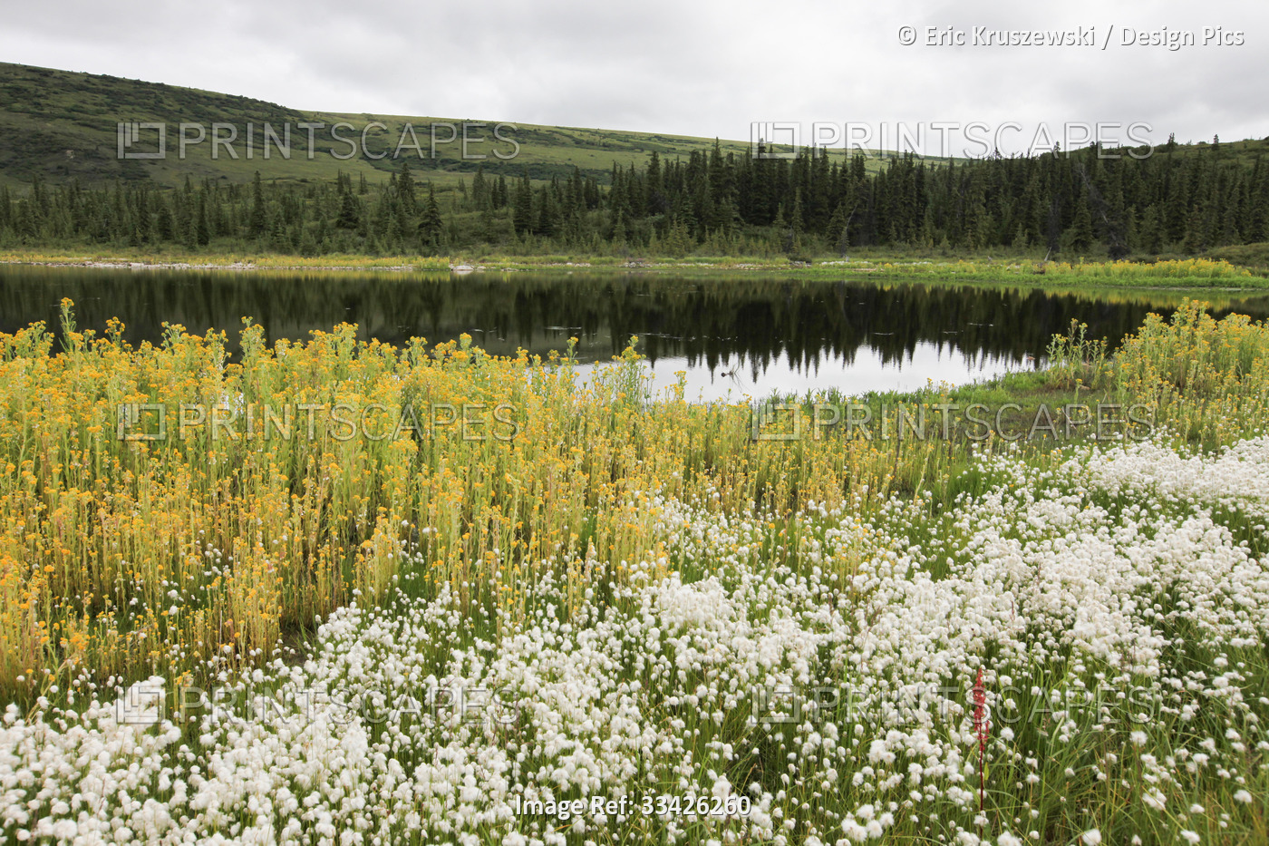 Wildflowers cover the landscape near a lake in Denali National Park and ...