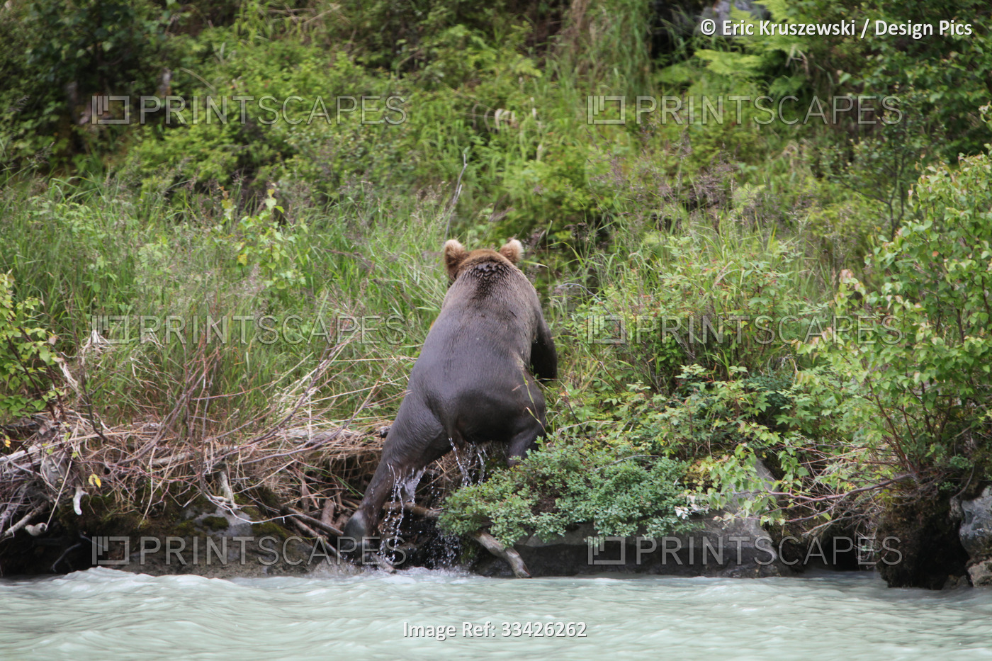 An Alaskan brown grizzly bear, Ursus arctos, climbs out of the water onto ...