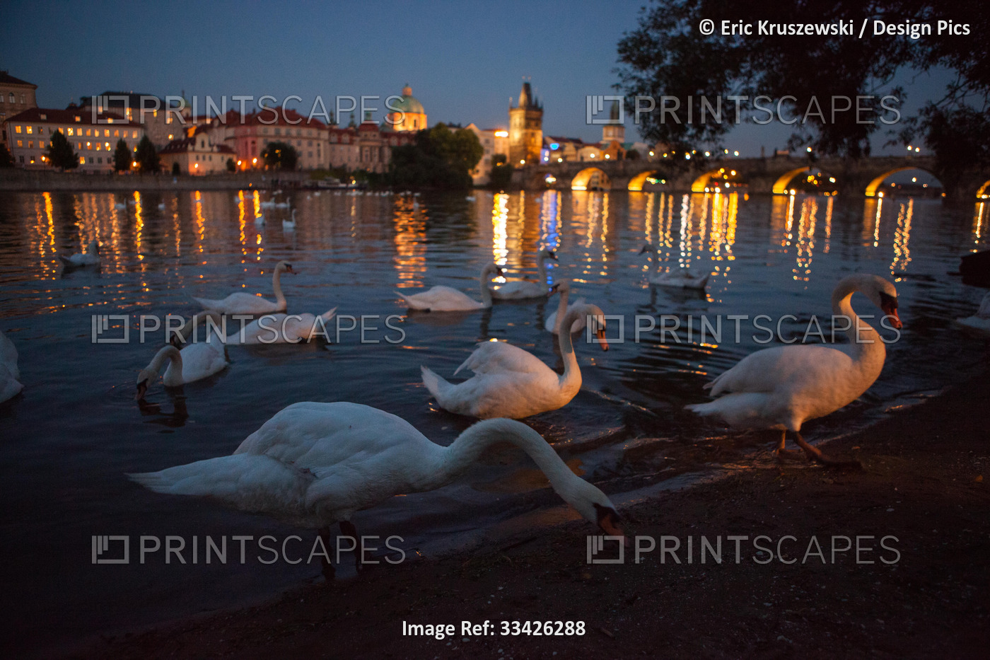 Swans gather on the Vltava River shore near the Charles Bridge, in Prague.; ...