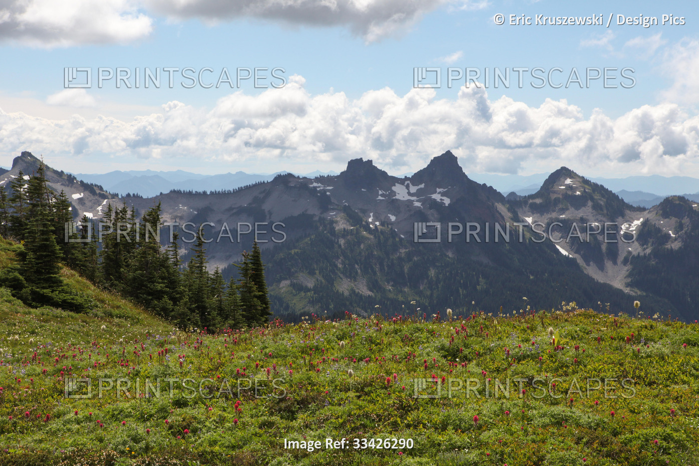 With the Cascade Mountain Range in the background, wildflowers and trees cover ...