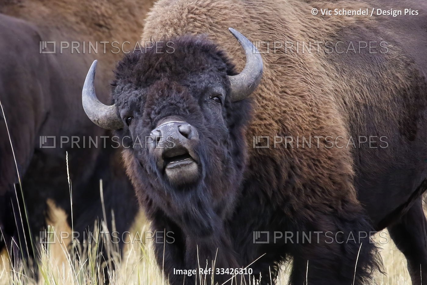 Bison (Bison bison) portrait, Grand Teton National Park; Wyoming, United States ...