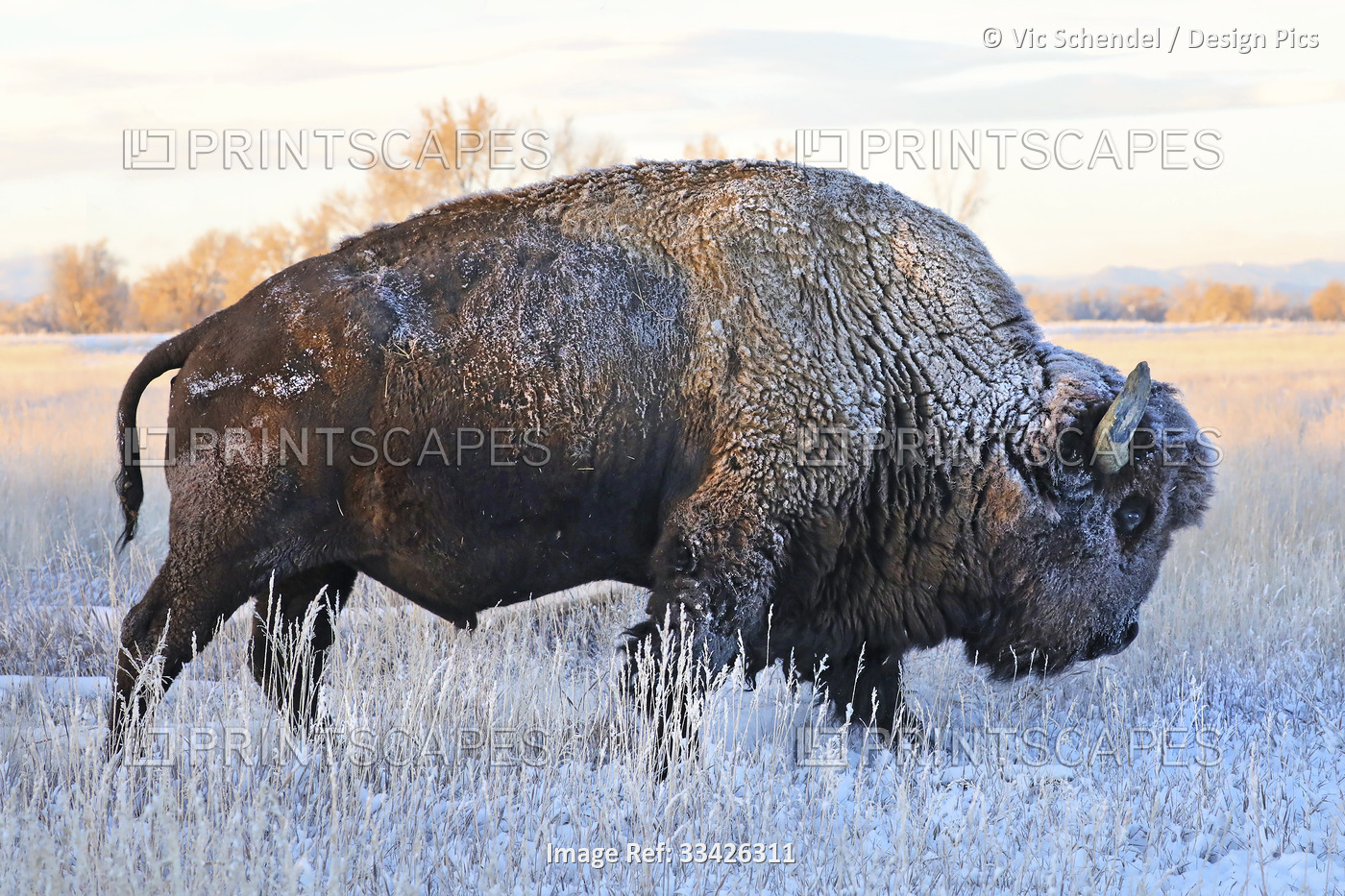 Bison (Bison bison) standing in a frozen field in autumn with frost on it's ...