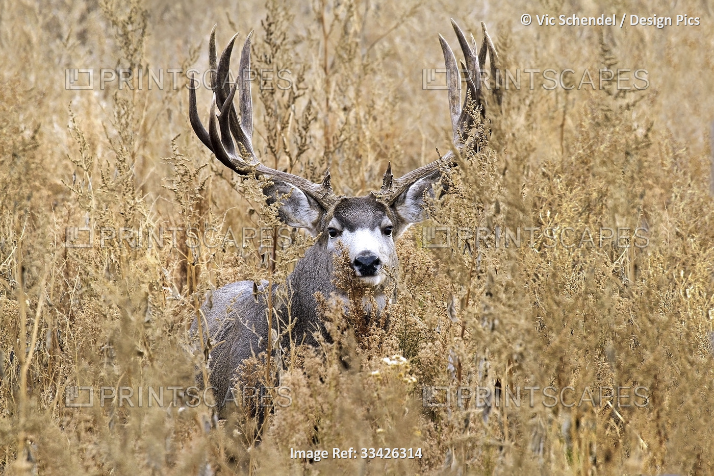 Mule deer buck (Odocoileus hemionus) with large antlers standing in a field of ...