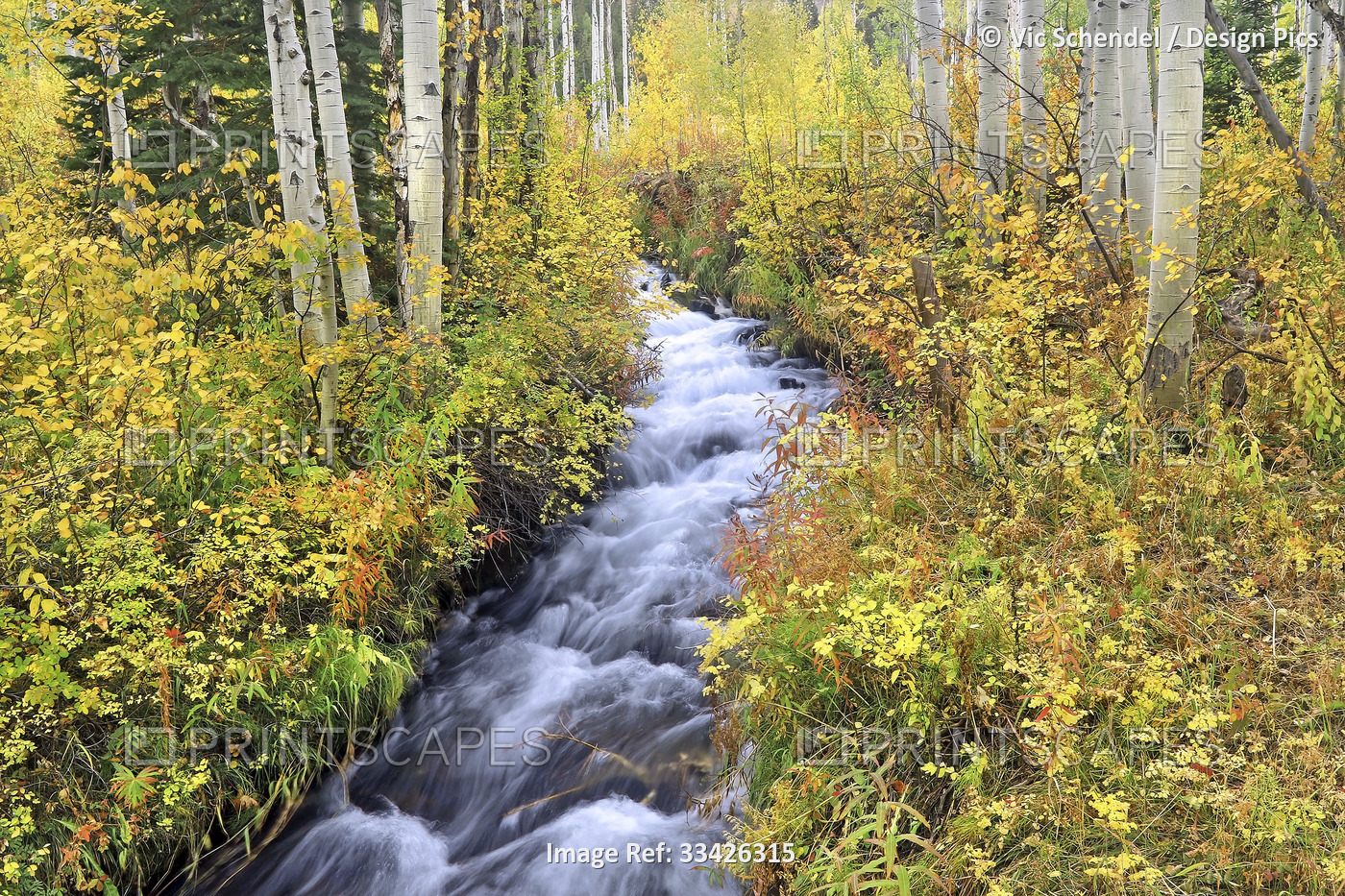 River flowing through autumn coloured forest, near Steamboat Springs, Colorado, ...