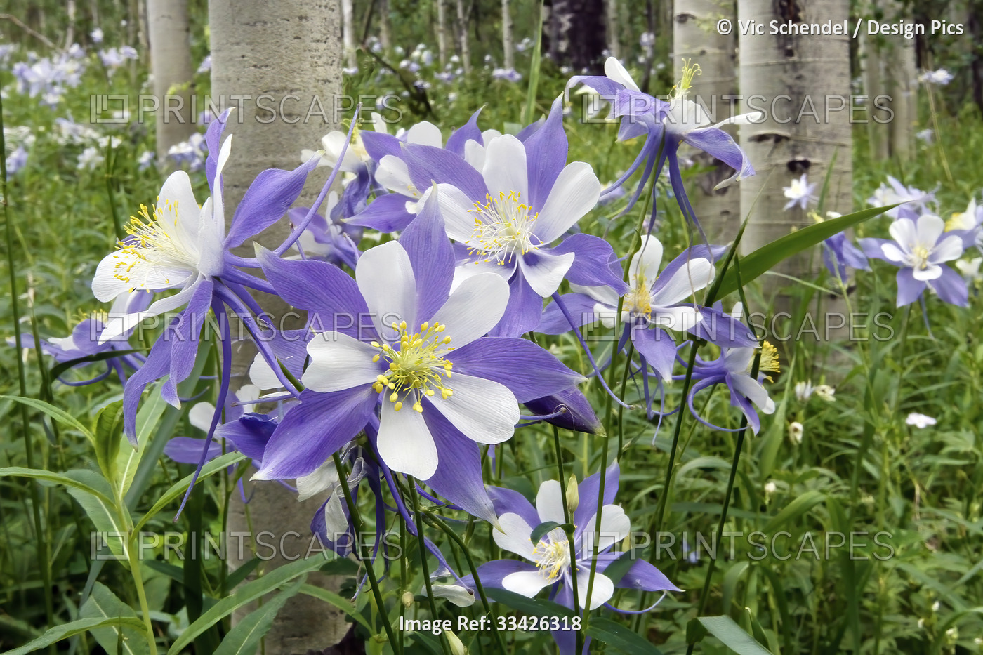 Wild columbine flowers (Aquilegia coerulea) in purple and white blooming in a ...