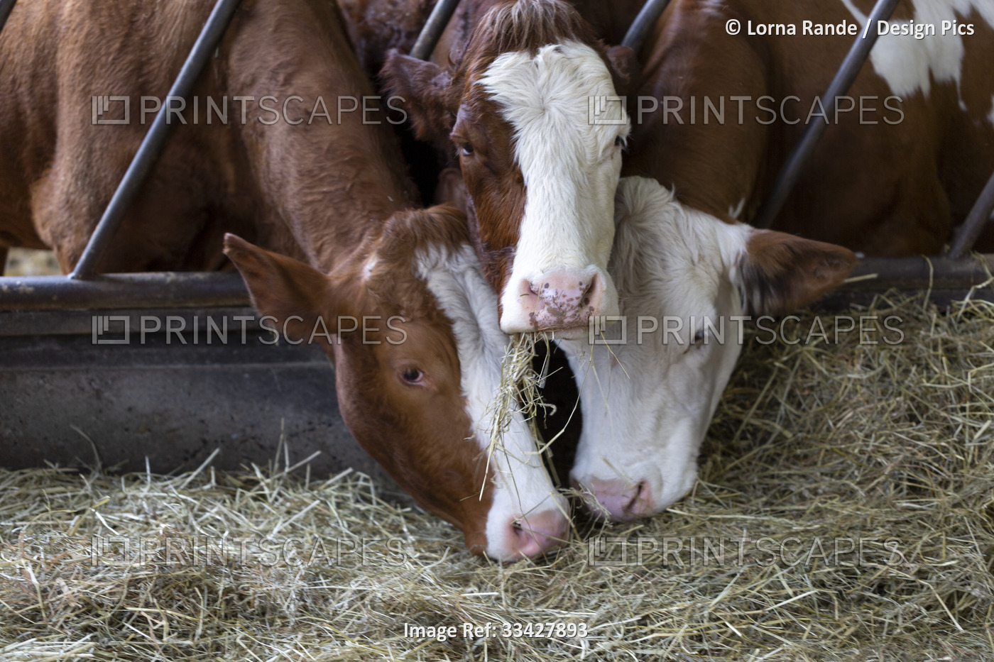 Three cows (Bos taurus) sticking their heads through metal bars of trough ...