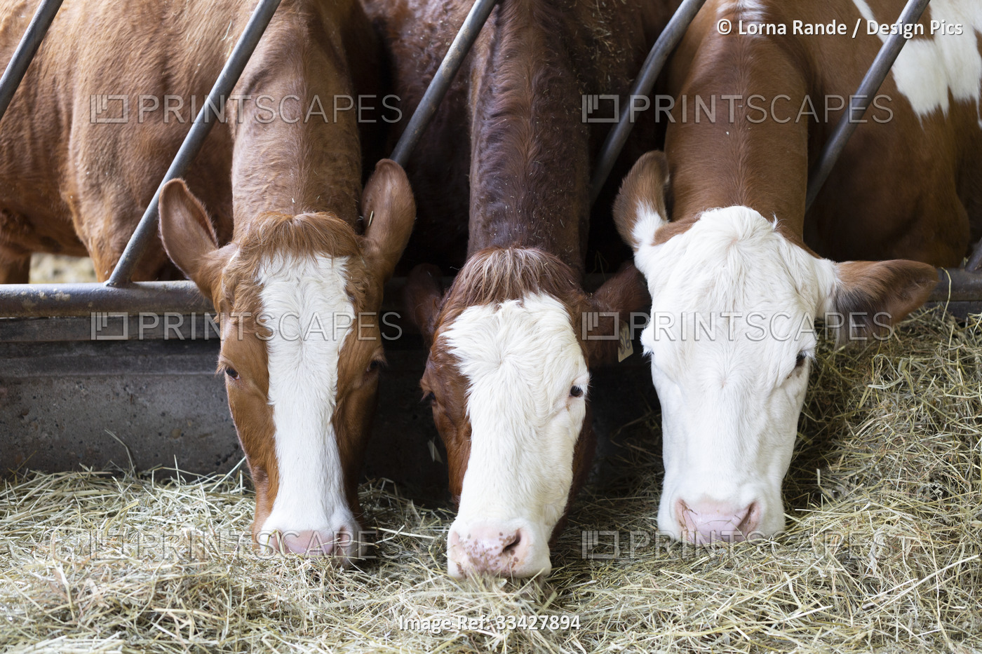 Three cows (Bos taurus) sticking their heads through metal bars of trough side ...