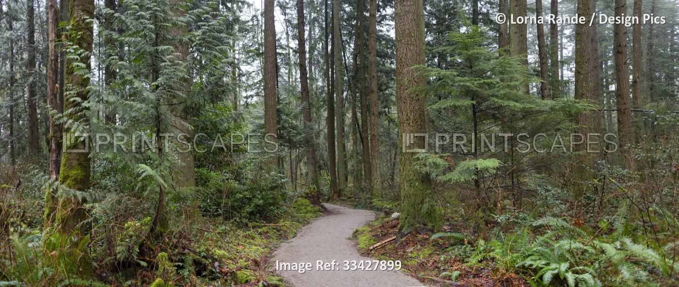 Trees and a trail in an urban forest during the day, Green Timbers Urban ...