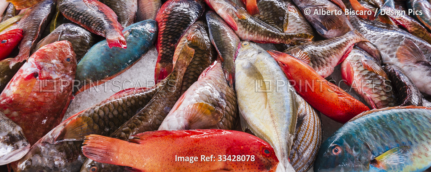 Fresh fish on ice at a fish market, Guadeloupe, French West Indies; ...