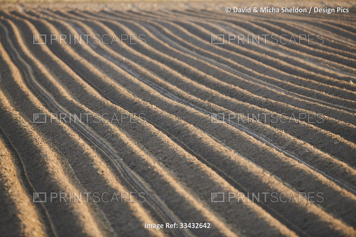 Overview of furrowed rows of soil in a plowed field, prepared land for crop ...