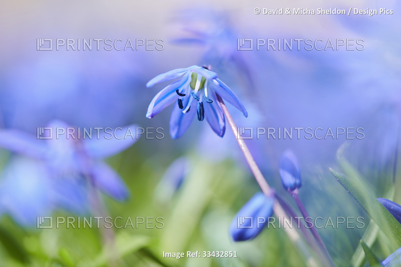 Siberian squill or wood squill (Scilla siberica) blossoms; Bavaria, Germany