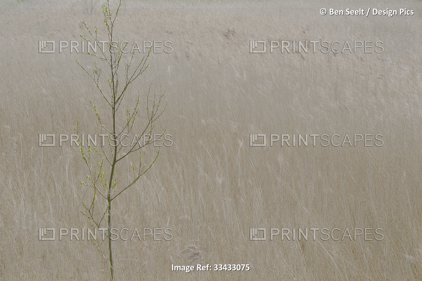 Impressionist art of fine silver-coloured grass and small tree; Zeeland, ...