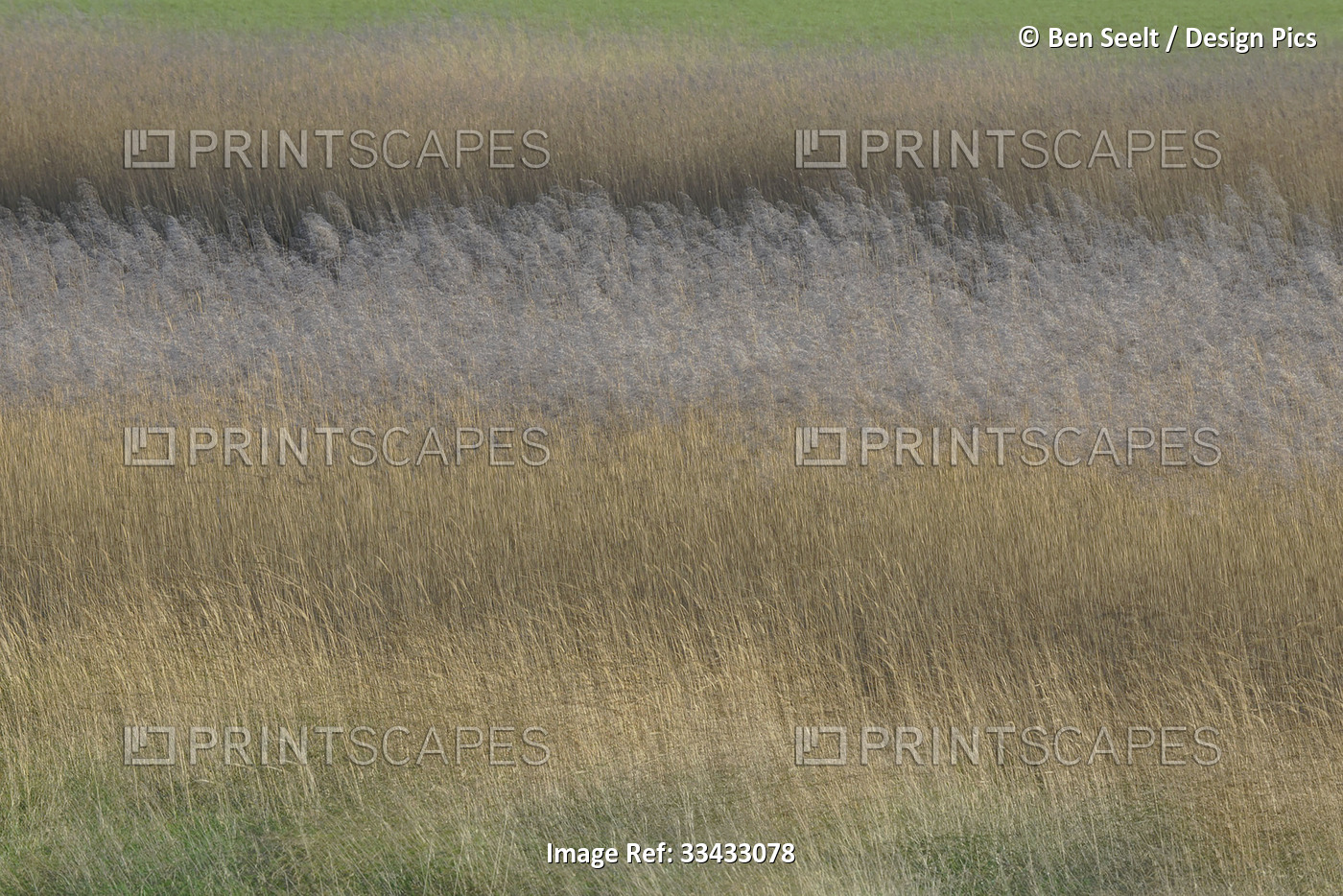 Wild grass and reeds in layers of different colours; Bruinisse, Zeeland, ...