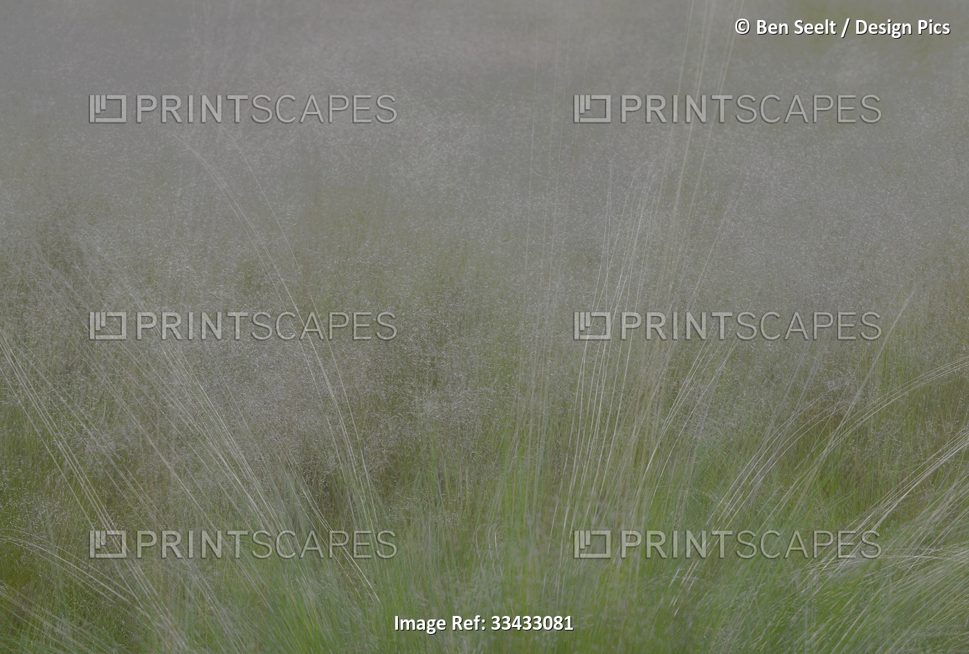 Fine blooming grass in a field; Zeeland, Netherlands