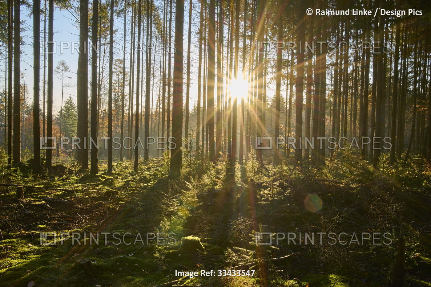 Sunburst shining bright through a forest; Odenwald, Hesse, Germany