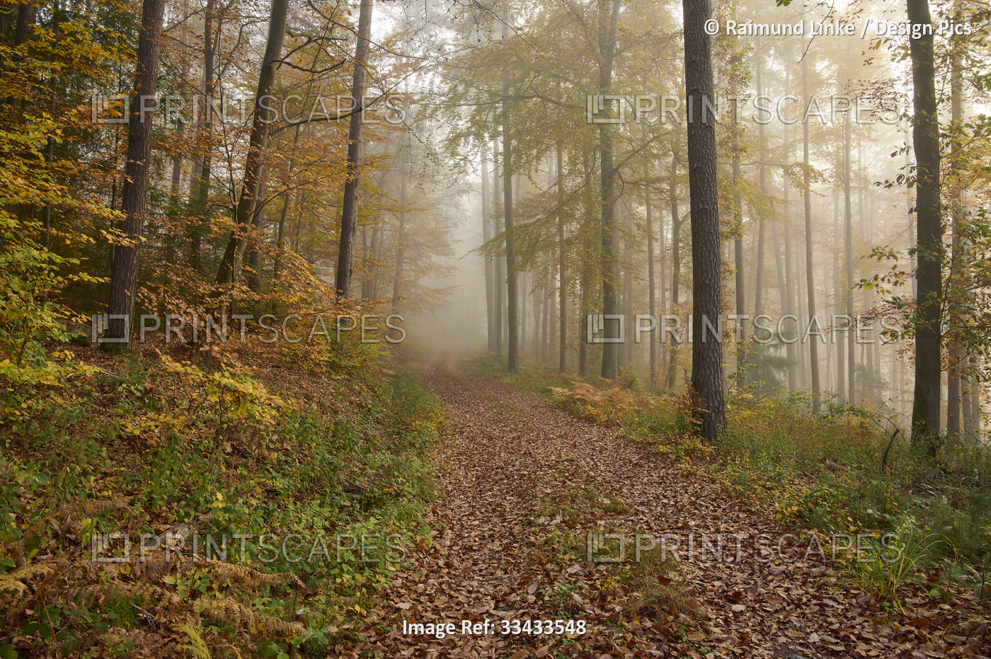Footpath on foggy autumn morning; Odenwald, Hesse, Germany