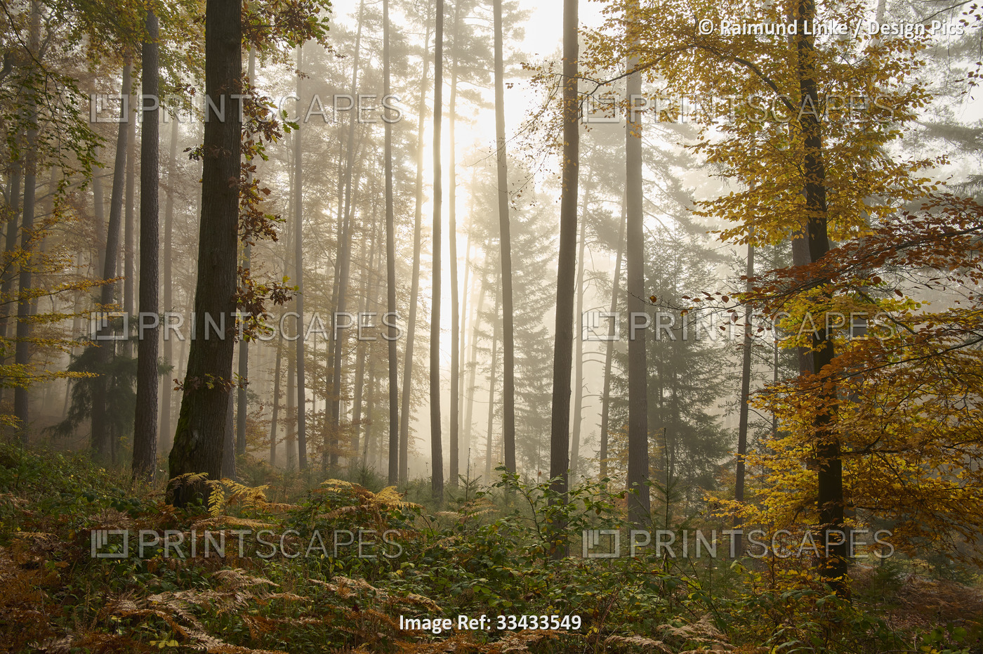Forest on foggy autumn morning; Odenwald, Hesse, Germany