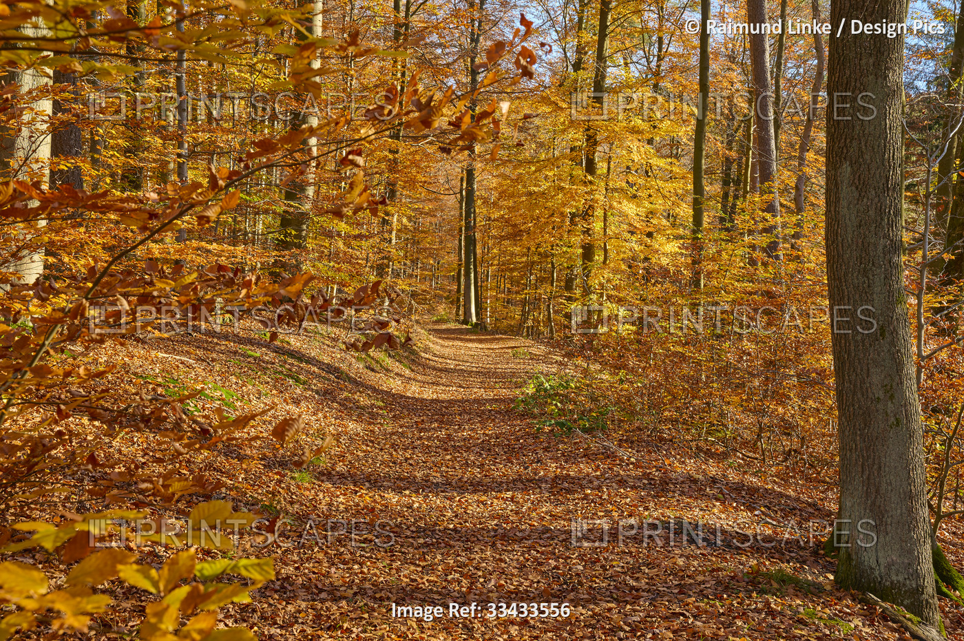 Vibrant autumn colours with a path leading through in a forest; Spessart, ...