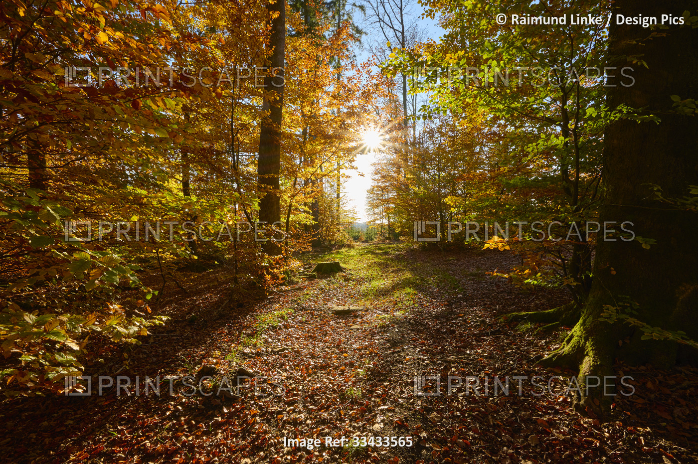Forest with evening sun in autumn; Spessart, Bavaria, Germany