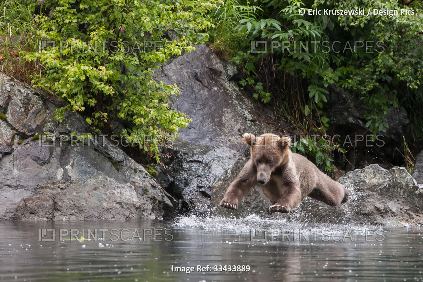 A brown bear, Ursus Arctos, jumps into the water.; Redoubt Bay, Alaska