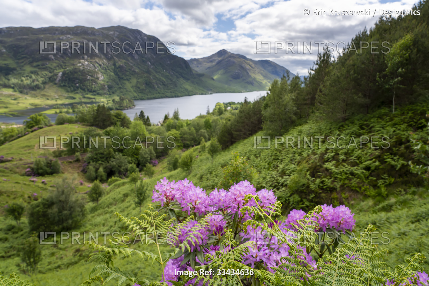 Wildflowers along a hike near Glenfinnan and lake Loch Shiel, Scotland; ...