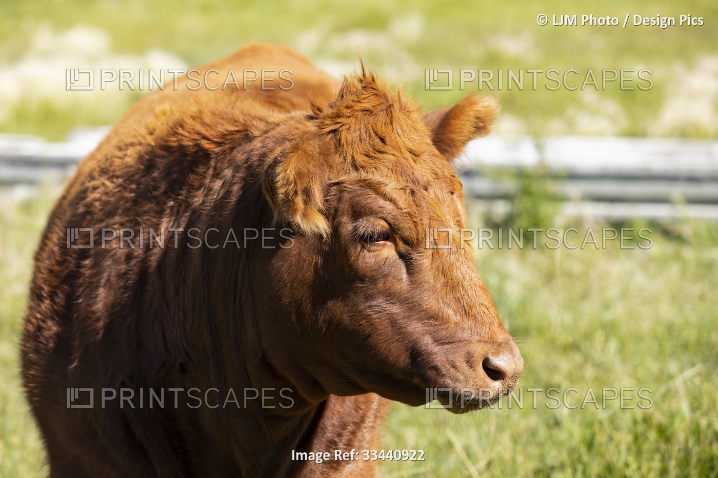 Cropped image of a brown cow alone in a green field during the day; Alcomdale, ...
