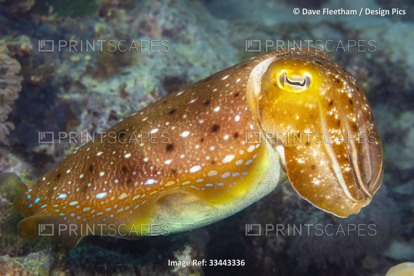 A Broadclub cuttlefish (Sepia latimanus) over a reef in the Philippines, Asia; ...