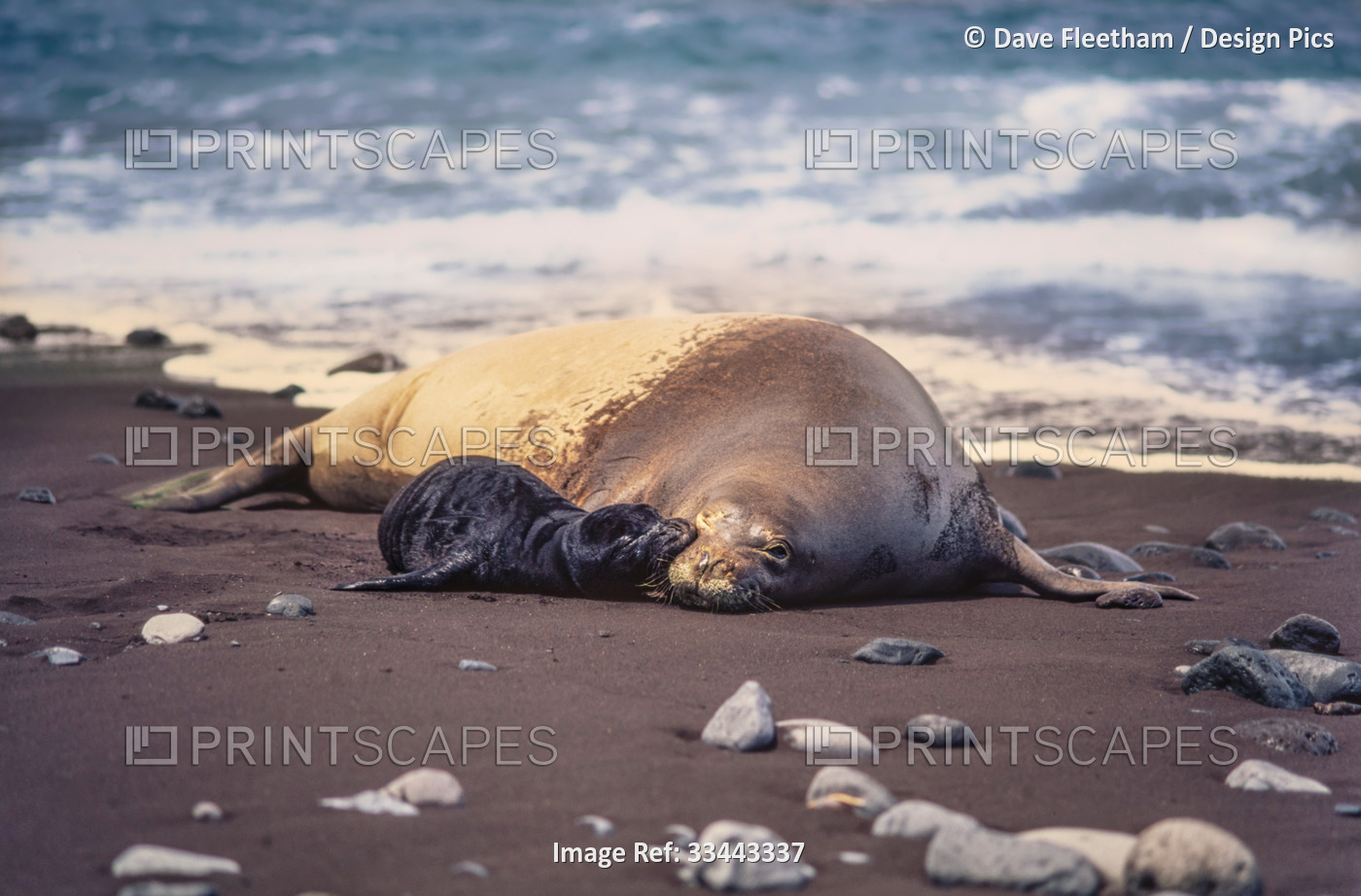 This newborn Hawaiian monk seal (Monachus schauinslandi), endemic and ...