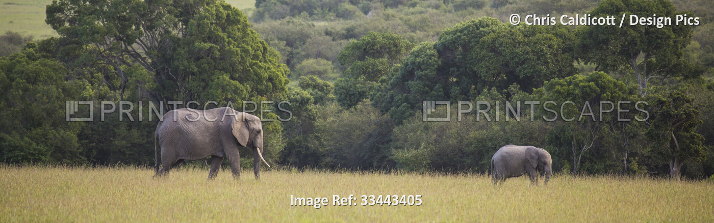 Adult elephant (Loxodonta) and juvenile elephant grazing in field in the ...