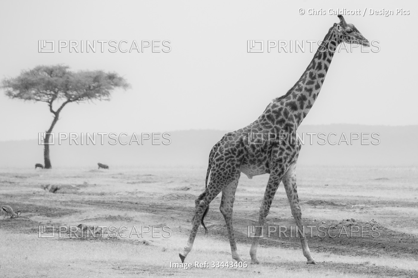Giraffe spotted on safari in Maasai Mara National Reserve; Kenya