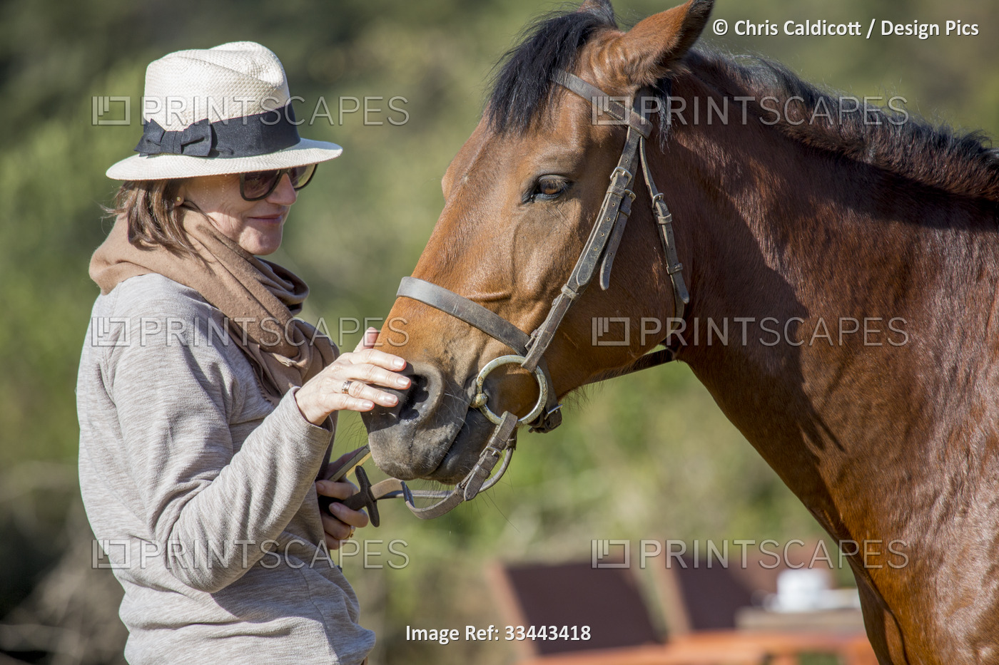 Tourist patting horse's (Equus ferus caballus) nose while on a horse riding ...