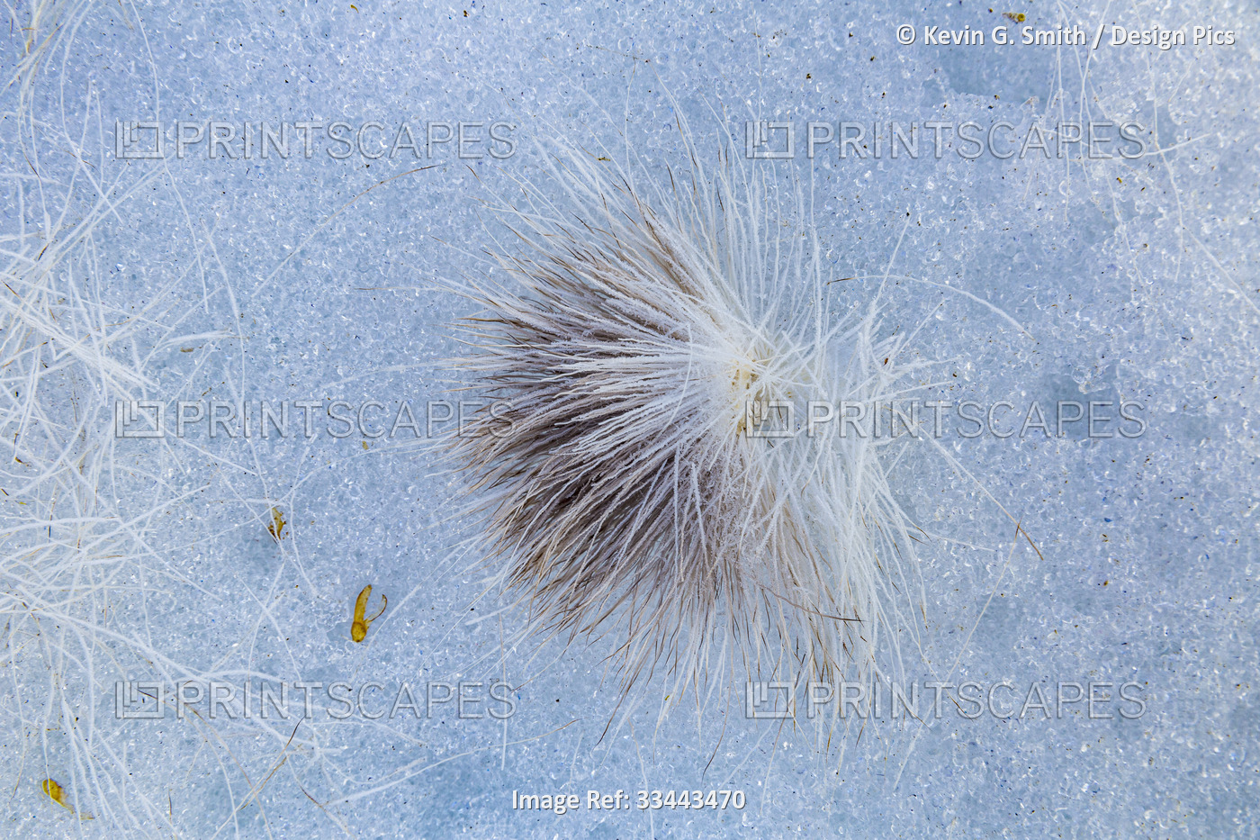 Tuft of caribou fur on top of the frosted melting snow detail, Kobuk River; ...