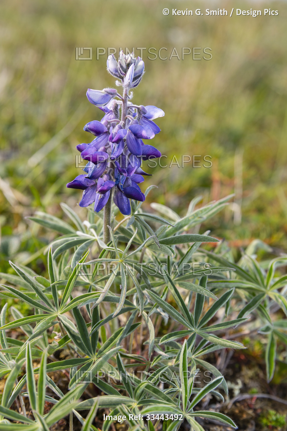 Close-up of a wild lupine (Nootka lupine) flower in Summer, Azachorok Mountain, ...