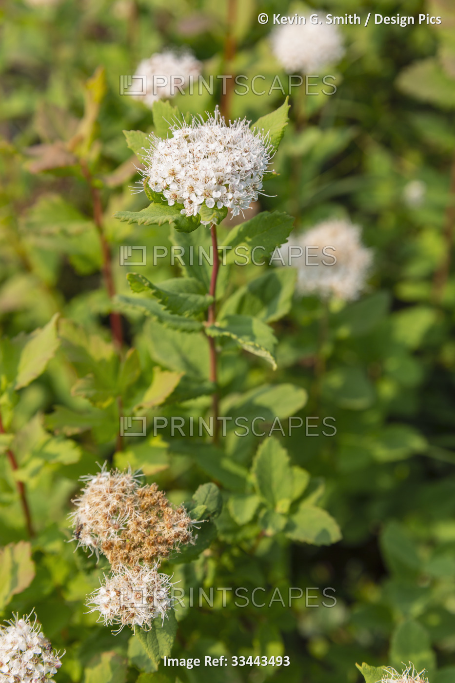 Close-up of an Alaska Spriaea (Spirea Beauver diana) peeking out from a patch ...
