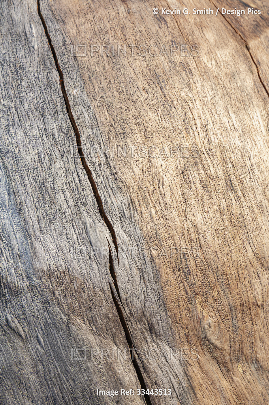 Close-up detail of weathered wood grain pattern in a spruce burl in Summer, ...